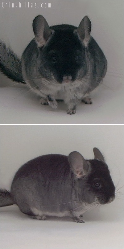 5019 Show Quality Black Velvet ( Sapphire Carrier ) Male Chinchilla