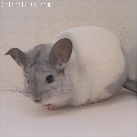 5018 Show Quality White Mosaic Male Chinchilla