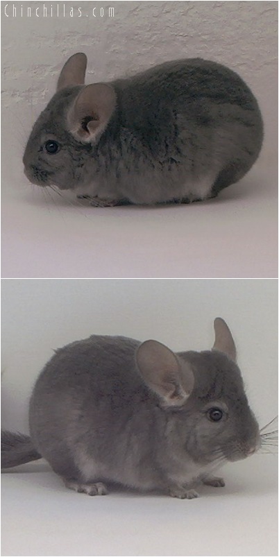 5016 Violet ( Ebony Carrier ) Male Chinchilla