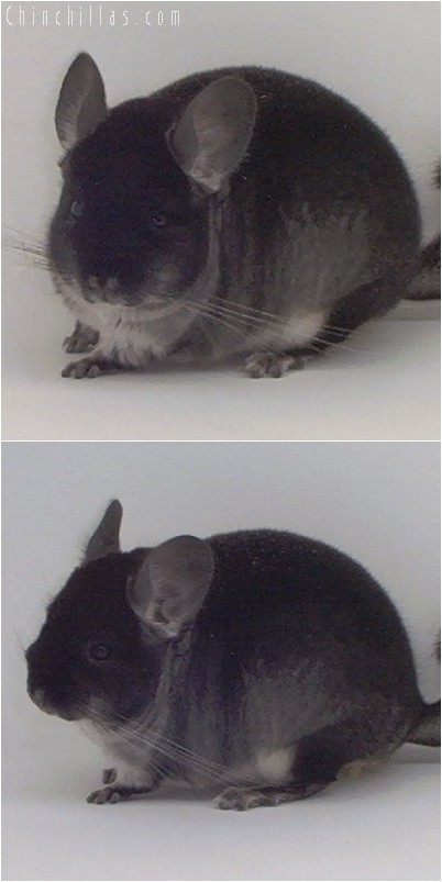 4326 Show Quality Black Velvet Male Chinchilla