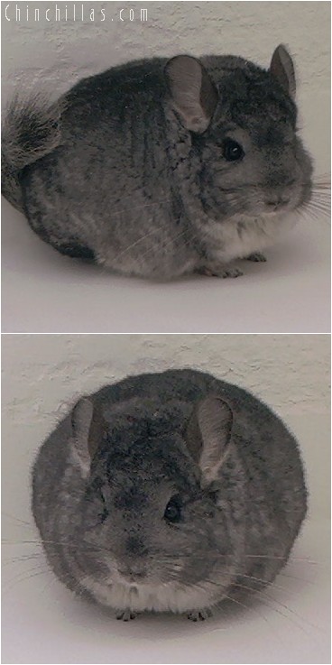 5006 Show Quality Brevi - type Standard Female Chinchilla