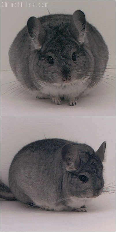 4301 Show Quality Brevi - type Standard Female Chinchilla