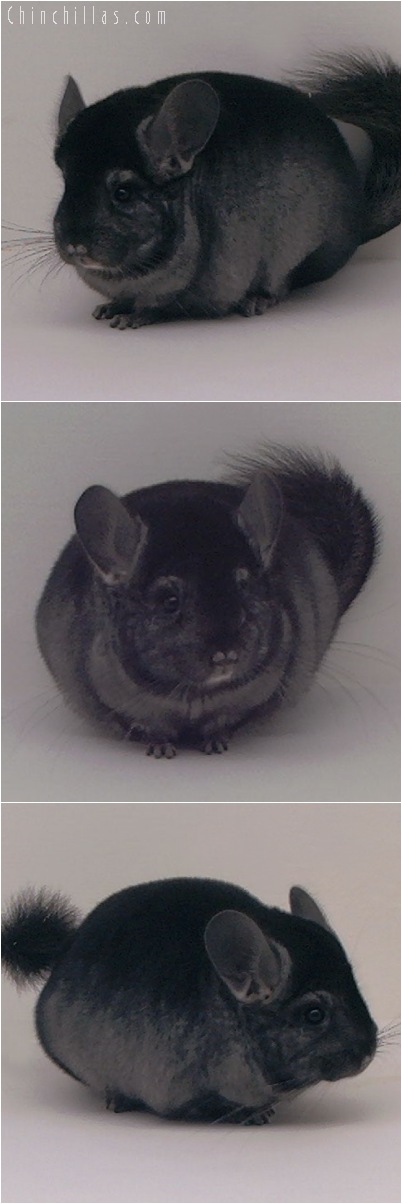 5025 Premium Production Quality Ebony Female Chinchilla