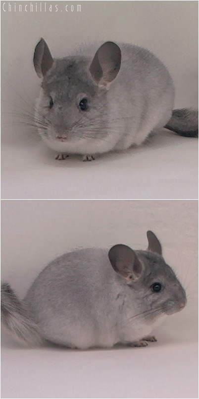 5024 Show Quality Silver Female Chinchilla