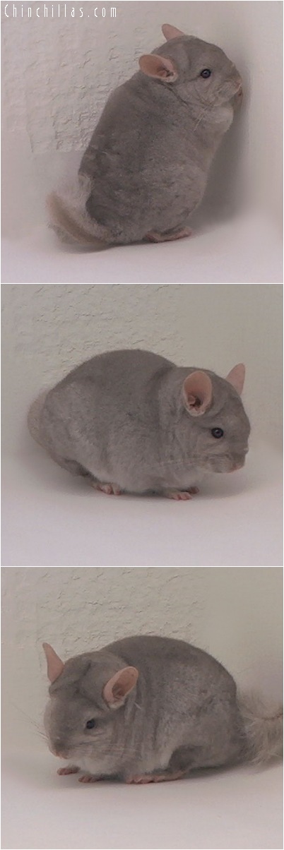 5031 Beige Dwarf / Mini Female Chinchilla