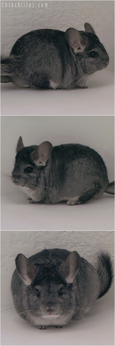 5033 Large Brevi - type Standard Female Chinchilla