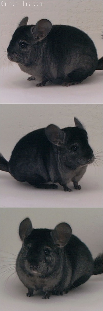 5038 Show Quality Ebony Female Chinchilla