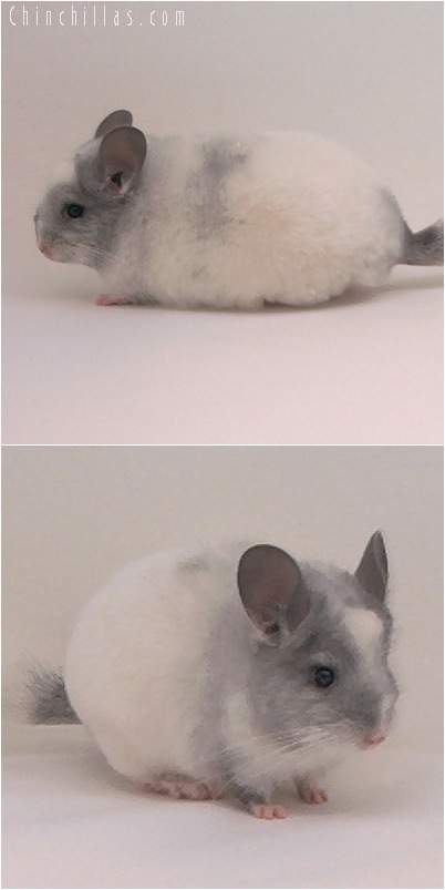 5030 Show Quality White Mosaic Female Chinchilla