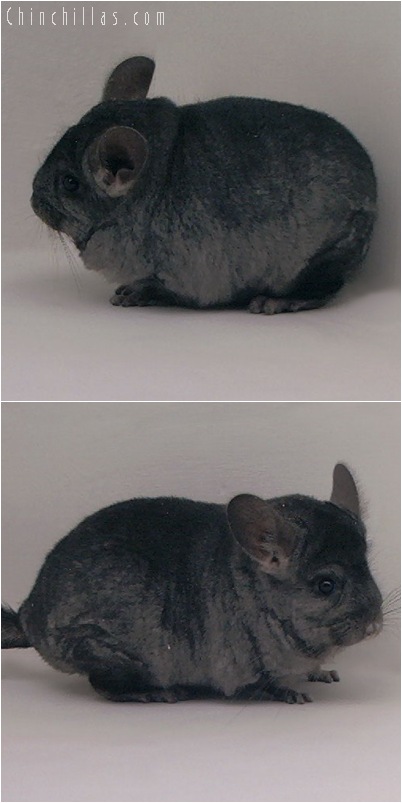 5028 Show Quality Ebony ( Violet Carrier ) Female Chinchilla