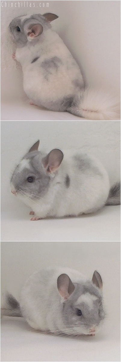 5021 Show Quality White Mosaic Male Chinchilla with Unusual Markings