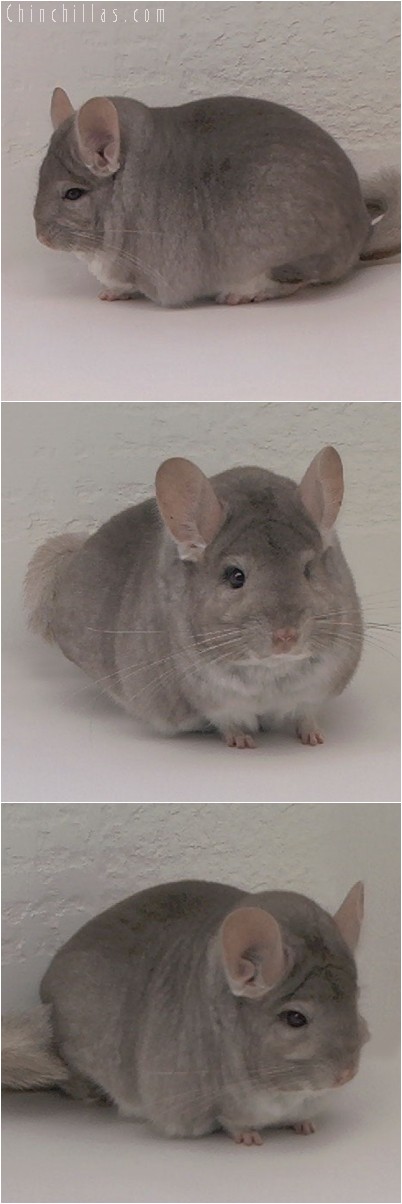 4329 Extra Large MCBA Sec.Champion Beige Male Chinchilla