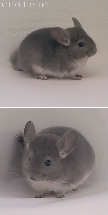 5032 Show Quality Violet Female Chinchilla