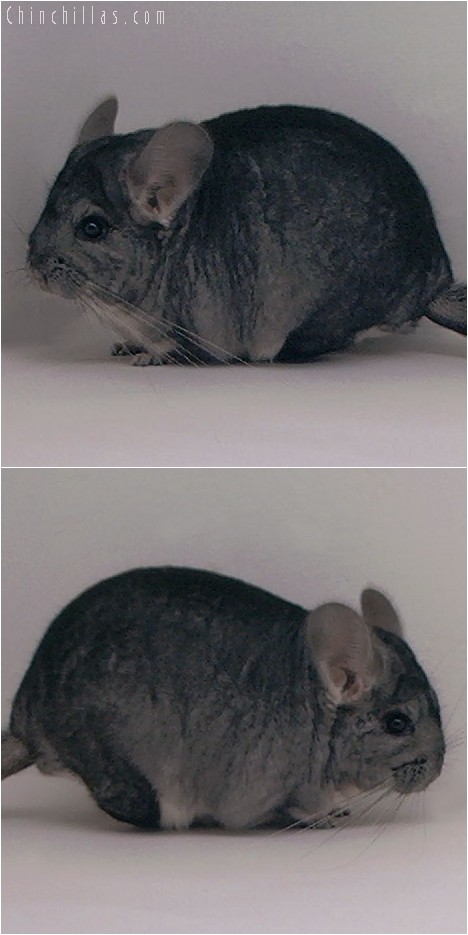 4059 Extra Large Show Quality Standard Male Chinchilla