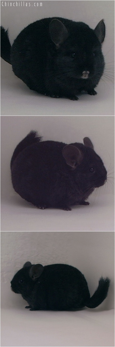 5020 Top Show Quality Ebony ( Sapphire Carrier ) Female Chinchilla