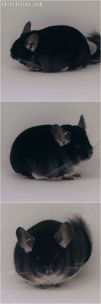 5041 Show Quality Black Velvet Male Chinchilla