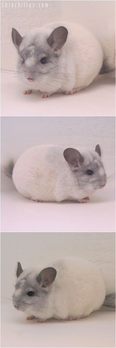 5040 White Mosaic Female Chinchilla