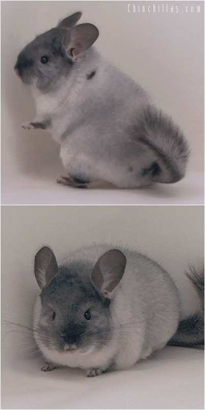 5043 Premium Production Quality TOV White Female Chinchilla