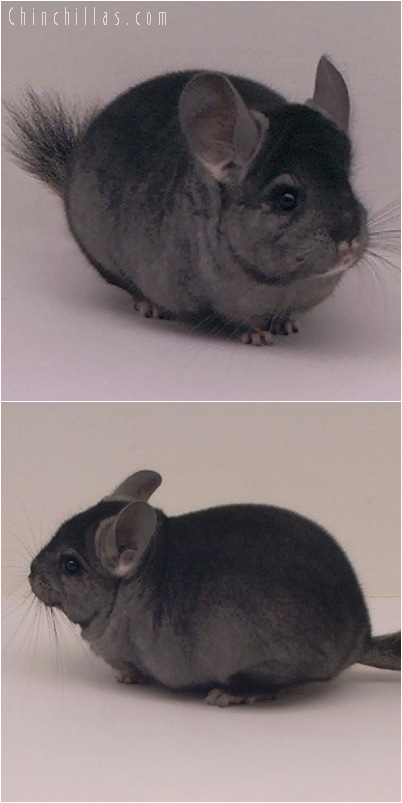 5042 Show Quality Ebony Female Chinchilla