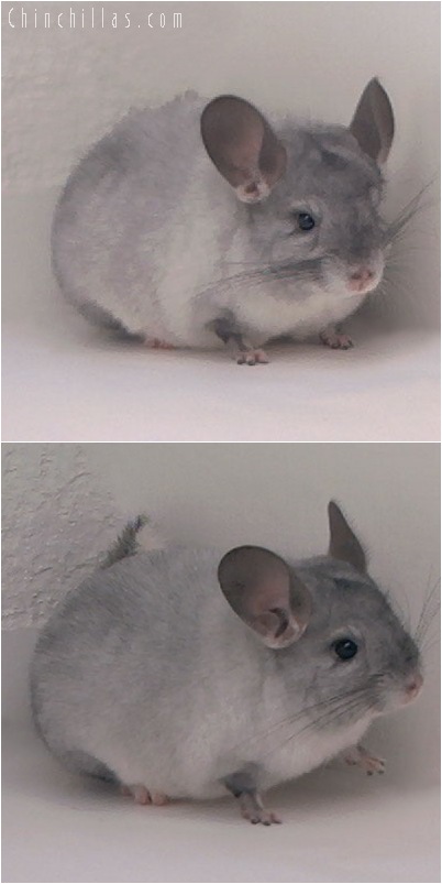 5046 Show Quality Silver Mosaic Female Chinchilla