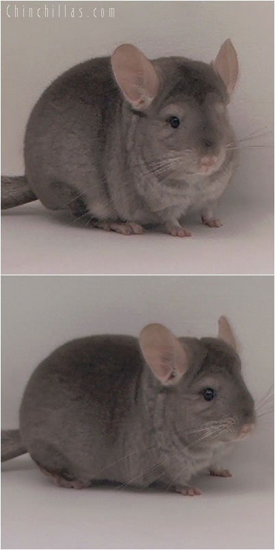 5045 Premium Production Quality Beige ( Ebony Carrier ) Female Chinchilla