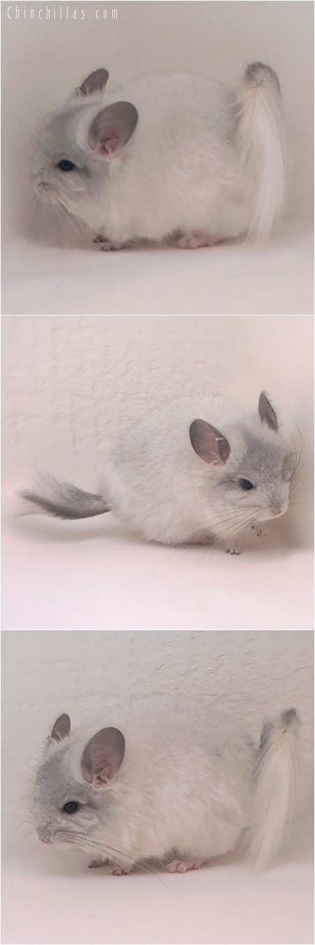 5049 White Mosaic Angora Male Chinchilla