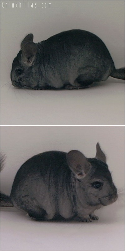 5051 Show Quality Ebony ( Violet Carrier ) Female Chinchilla