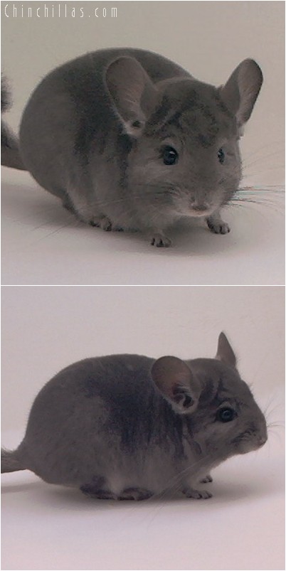 5014 Show Quality Violet ( Ebony Carrier ) Male Chinchilla