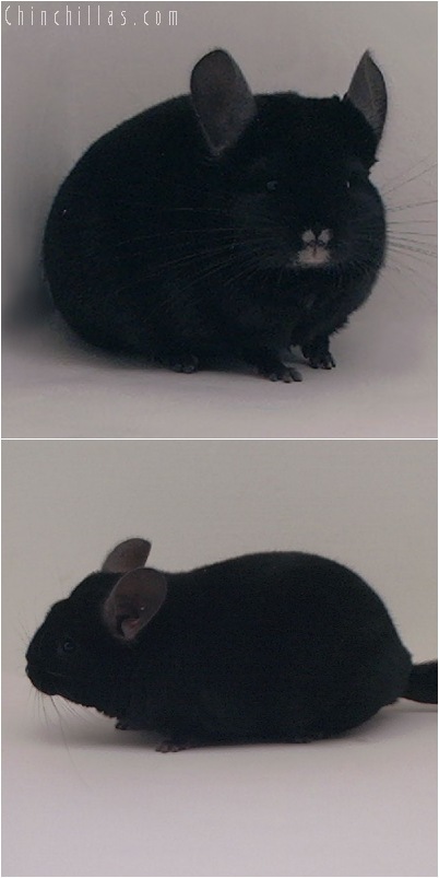 5052 Premium Production Quality Ebony Female Chinchilla