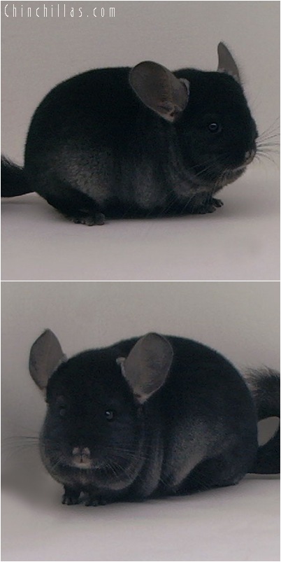 5026 Premium Production Quality TOV Ebony Female Chinchilla