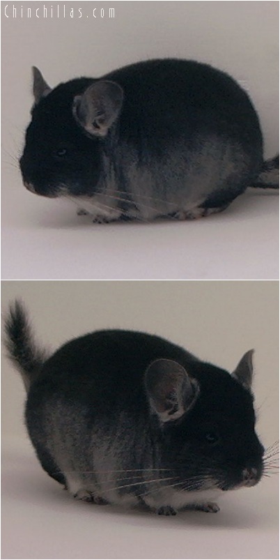 5058 Show Quality Black Velvet Female Chinchilla