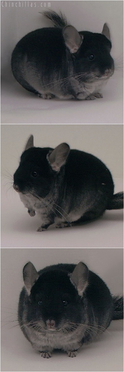 5029 Show Quality Black Velvet Female Chinchilla