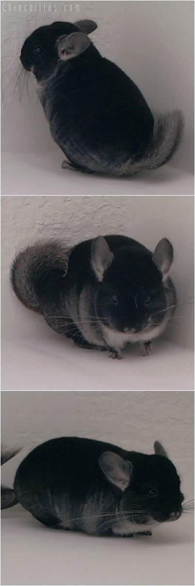 5069 Show Quality Black Velvet Female Chinchilla