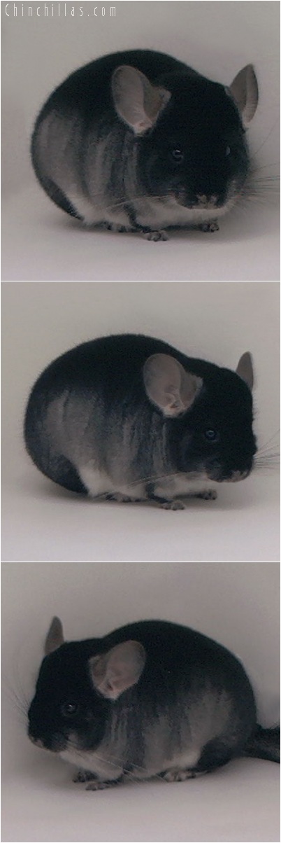 5070 Show Quality Black Velvet Female Chinchilla