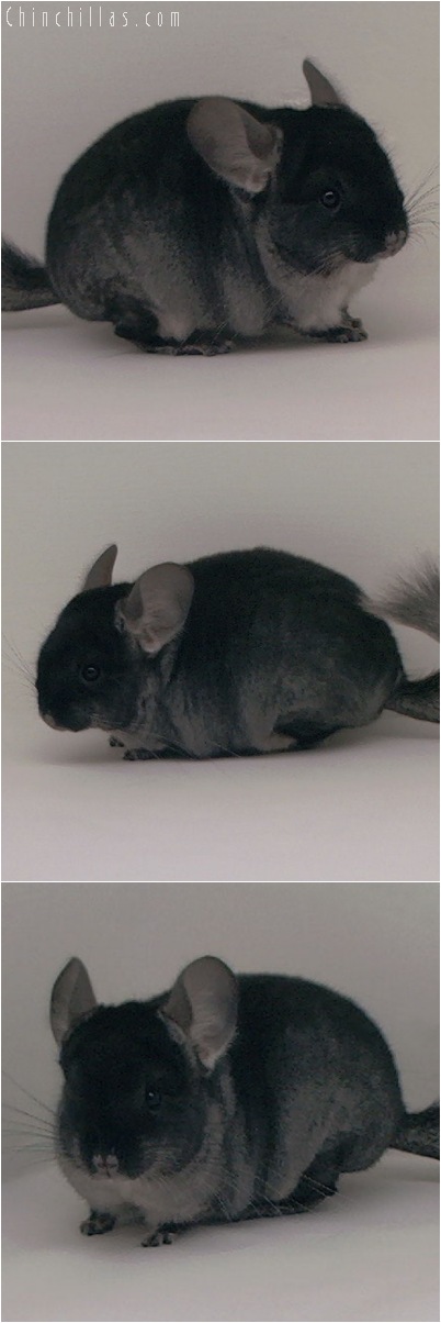 5047 Black Velvet ( Ebony & Sapphire Carrier ) Female Chinchilla