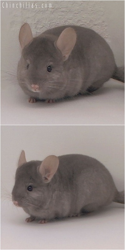 5061 Top Show Quality Tan Female Chinchilla