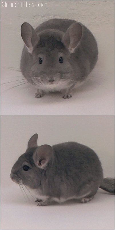 5037 Show Quality Violet Male Chinchilla