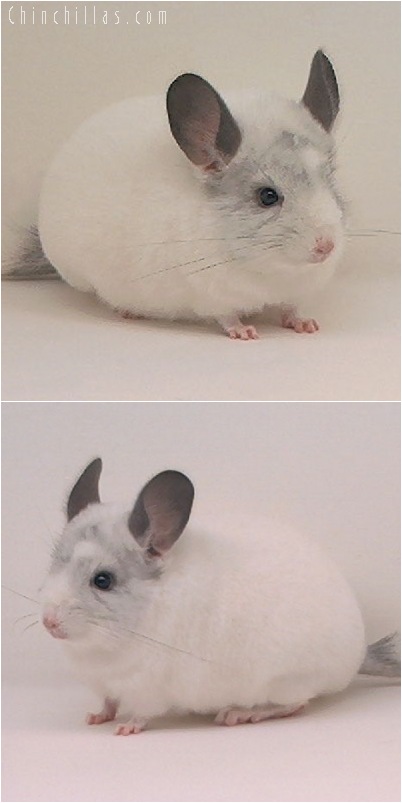 5079 Show Quality White Mosaic Female Chinchilla