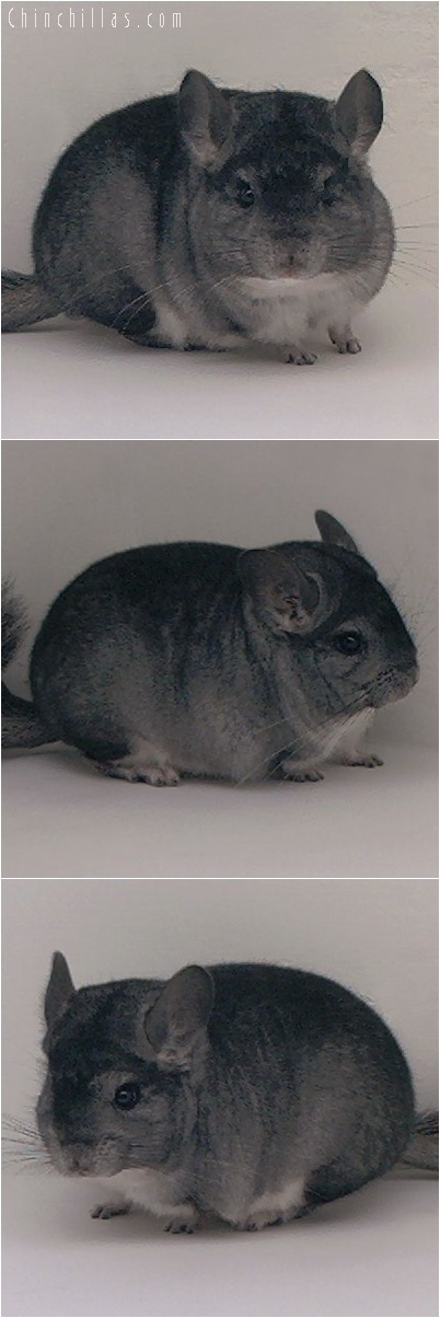 5063 High Quality Mini Standard Female Chinchilla