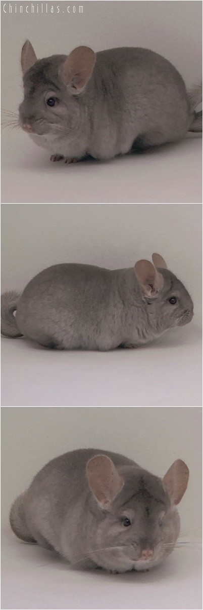 5013 Top Show Quality Beige Female Chinchilla