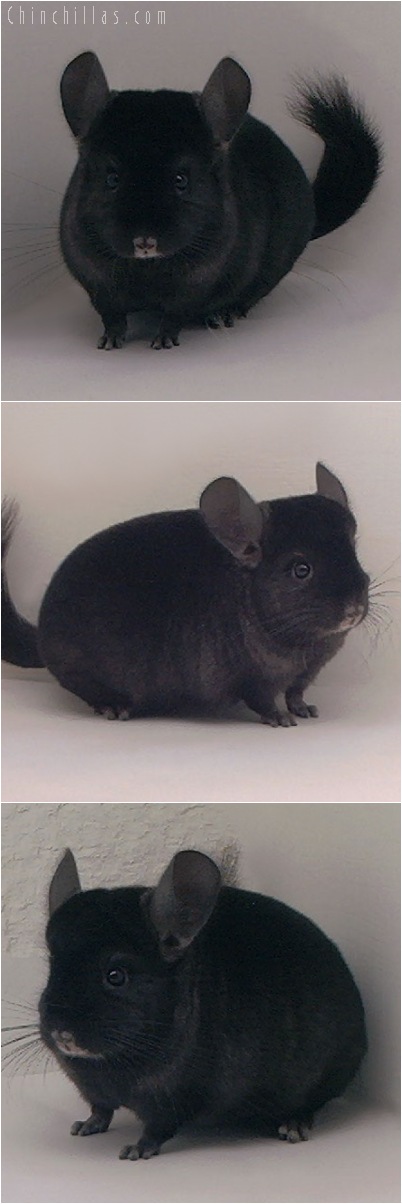 5067 Show Quality Ebony Male Chinchilla