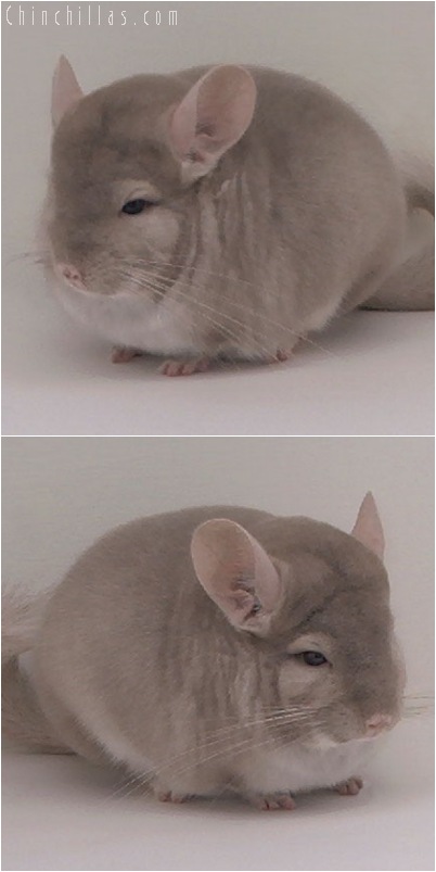 5093 Show Quality Homo Beige Male Chinchilla