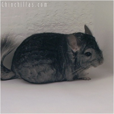 5066 Show Quality Standard Male Chinchilla