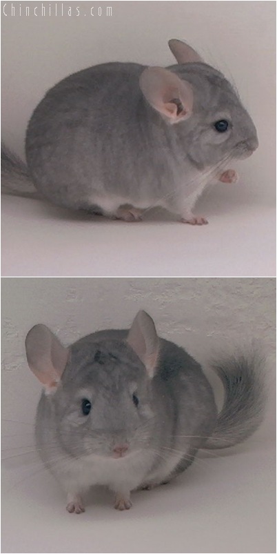 5085 Show Quality Sapphire Male Chinchilla