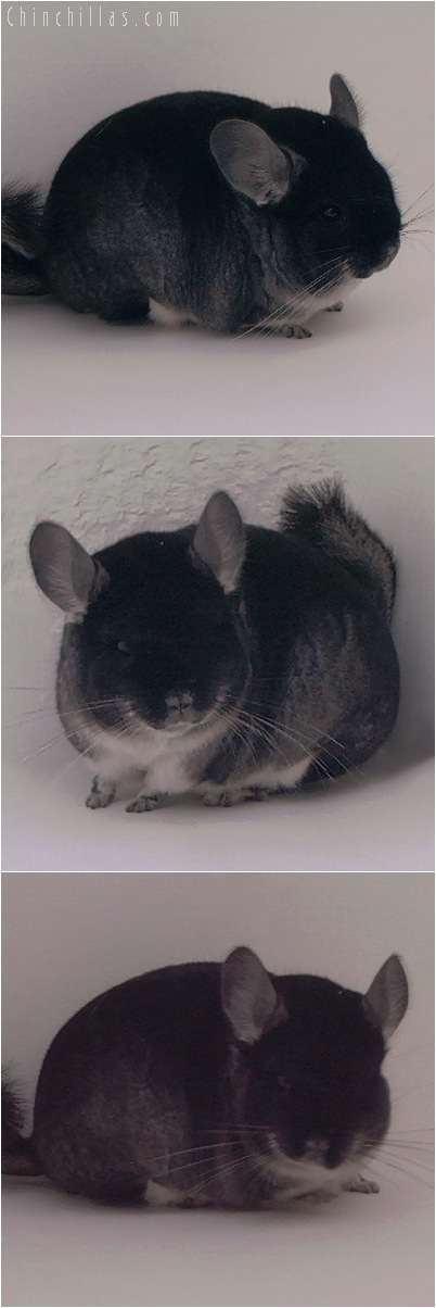 5084 Show Quality Black Velvet Male Chinchilla