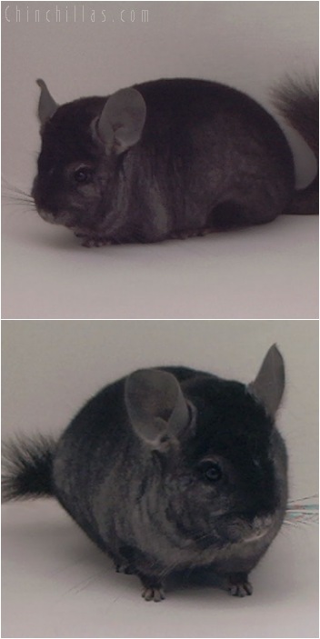 5086 Show Quality Ebony Male Chinchilla