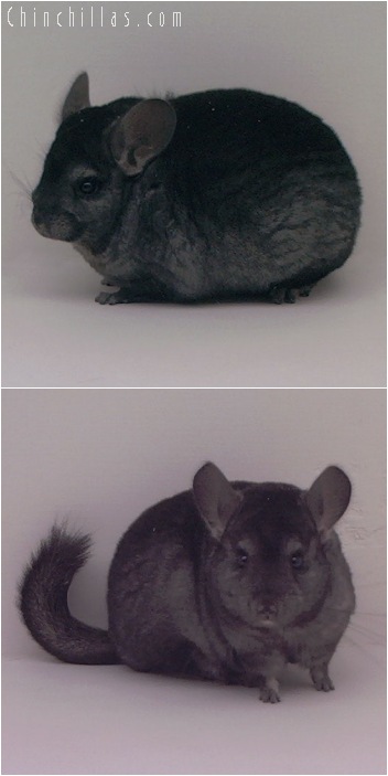 5092 Show Quality Ebony Female Chinchilla