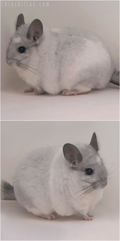 5098 National Section Champion White Mosaic Female Chinchilla