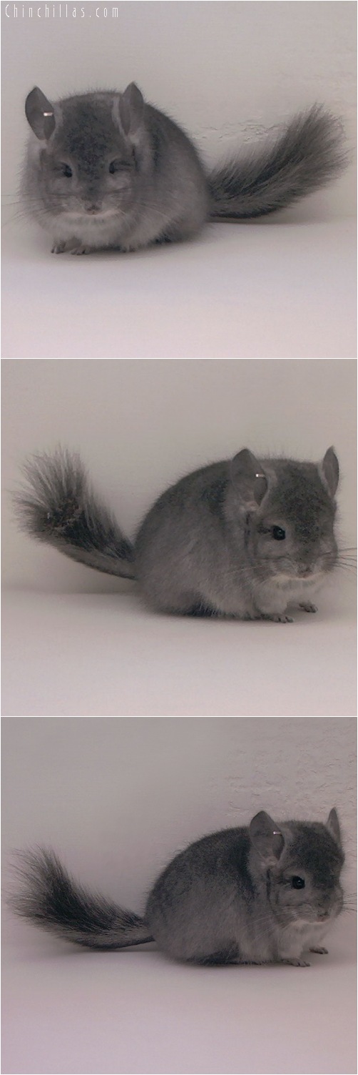 5097 Standard Royal Persian Angora Male Chinchilla