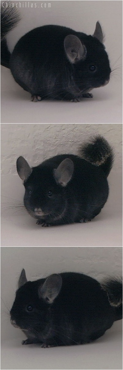 5100 Show Quality TOV Ebony Male Chinchilla