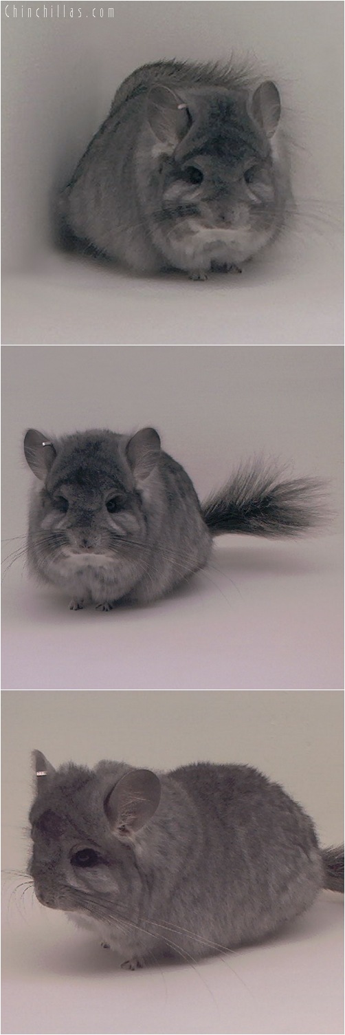 5101 Standard Royal Persian Angora Female Chinchilla